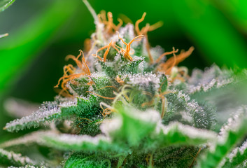 HDR close up shot of a cannabis plant blossom