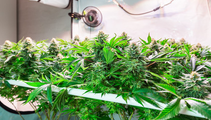 Shot of a cannabis plants growing in a grow tent during flowering stage