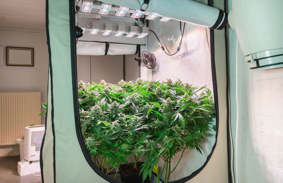 Shot of a cannabis plants growing in a grow tent during flowering stage