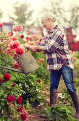 farming, gardening and people concept - happy senior woman with watering can and dahlia flowers blooming at summer garden