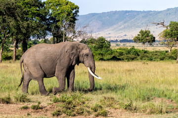 Fototapeta na wymiar Elephant bull walking in the Masai Mara Game Reserve in Kenya