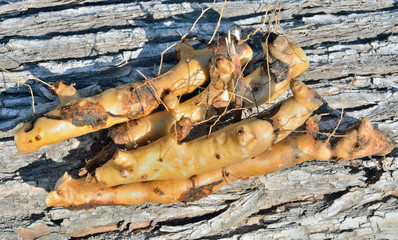 Roots of medicinal plant (Dioscorea nipponica) 4