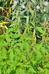 Medicinal herb bur-marigold 9