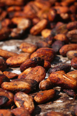 Semilla de cacao venezolano