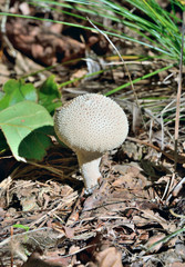 Edible mushroom puff-ball (Lycoperdon perlatum) 1