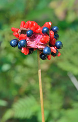 Berries of wild peony 7
