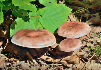 Edible mushrooms (Hygrophorus russula) 1
