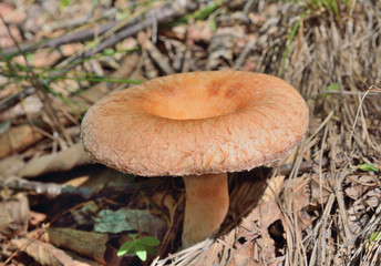 Mushroom coral milky cap 3