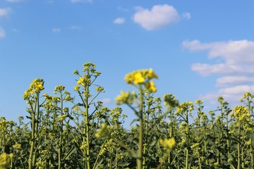 Fototapeta na wymiar yellow flower field of sunflowers