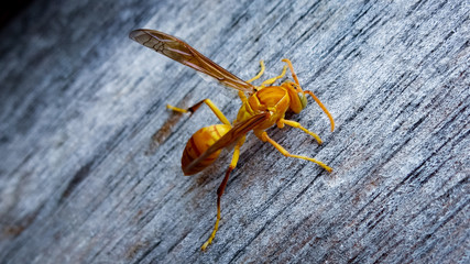 yelllow wasp