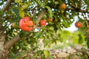 Close up of apple growing on eco friendly farm