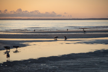 Fototapeta na wymiar Flock of hooded crows walking on the frozen beach of Baltic sea on sunset