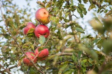 Close up of organic apples growing on tree