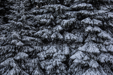 Abstract background of winter trees