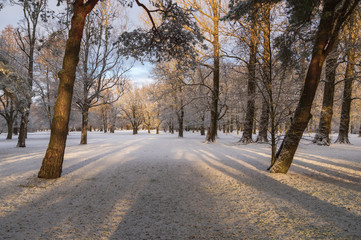 Long shadows of pine trees falling on snowy ground in Pärnu rannapark lit by soft winter morning light 
