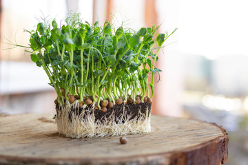 Close up view of young vegetable pea sprouts, micro greens. Organic, vegan healthy food concept....