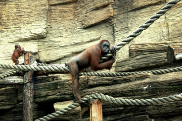 a brooding Primate hanging on a rope in a zoo with his cub
