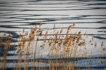 Dry yellow reeds lit by sunlight with frozen surface of river in background. Abstract texture of ice