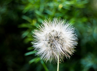 Diente de león con fondo de arbustos