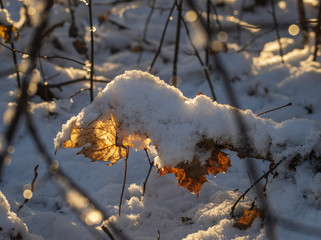 Closeup of two brown autumn maple leaf on branch covered by snow and lit by backlight