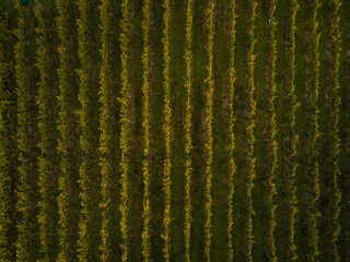 Aerial view over vineyard fields in Europe