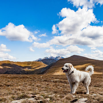 Pyrenean Mastiff white- Shepherd Dog Mastin del Pirineo