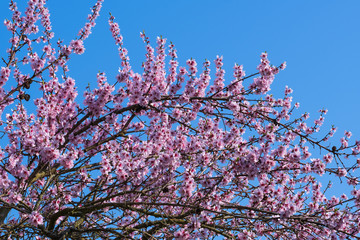 Mandelblüten vor blauem Himmel
