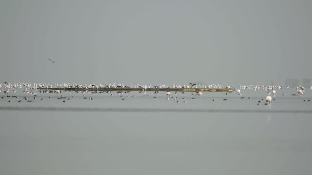 Bird Sanctuary, Walvis Bay, Namibia