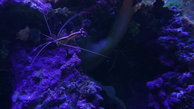 Shrimp in an artificial fish reef, fish, color, aquarium