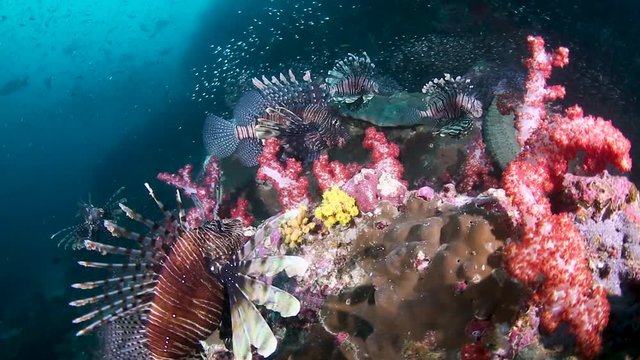Several Lionfish swimming around colorful soft corals on a tropical coral reef (Richelieu Rock)