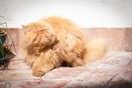 gato persa