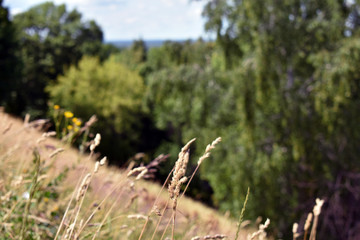 grass in the field