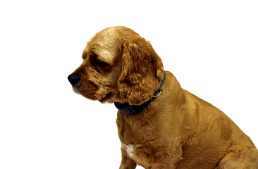american cocker spaniel isolated on white background