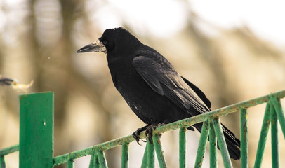 A big rook sits on a fence, on a winter street, photo in warm tones