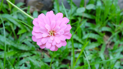 Pink zinnia flower in full blooming with green lawn in the background.