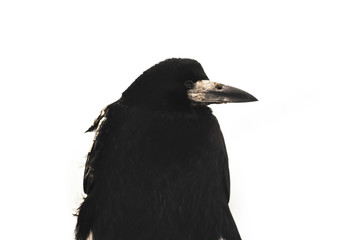 Fototapeta premium Rook bird in profile on a white isolated background