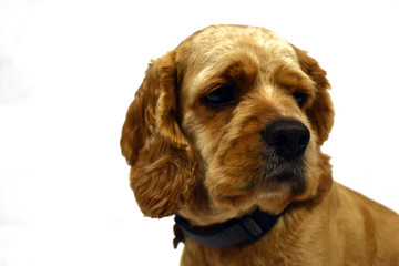 american cocker spaniel isolated on white background