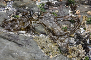 Marine art