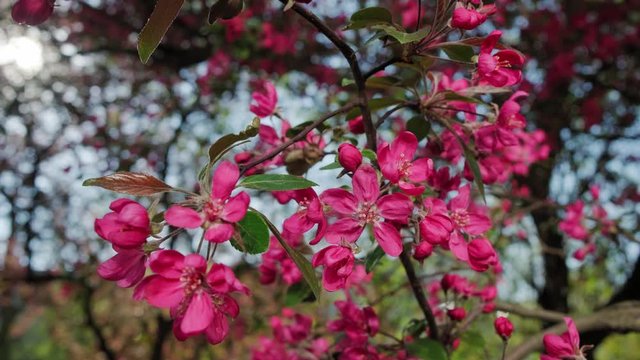 Red crab apple flowers on an apple tree close up in spirng