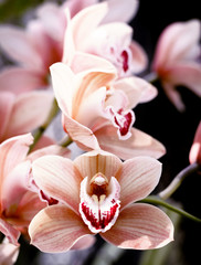 Phalaenopsis orchids bloom at the botanical greenhouse. Tropical floral background.