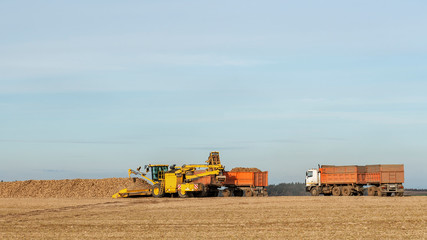Combine harvester dumping sugar beet in truck. Agriculture concept.