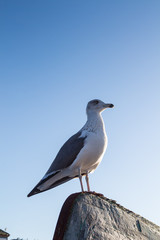 Seagull standing on a peak of boat