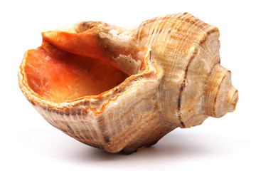 Seashell isolated on  white background. Background for design