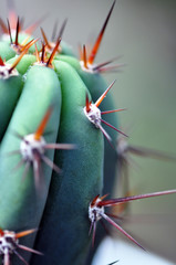Cactus in pot
