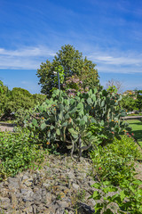 Fototapeta na wymiar View of the beautiful public Paloma Park (Parque De La Paloma) in Benalmadena. Cactus garden. Benalmadena - most popular holiday towns on the Costa Del Sol. Andalusia, Spain.