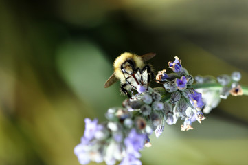 Bee on flower