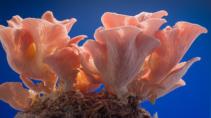 pink oyster mushrooms on blue background © luchschenF