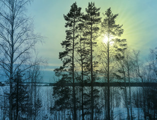 Fototapeta na wymiar Winter forest landscape at sunset in the evening. Beautiful traditional view of woodland. Location in the north of Russia.