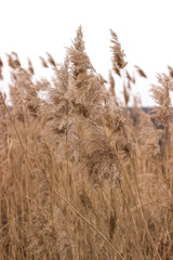 Fototapeta premium Plant from a plain field