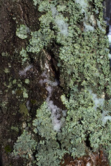 lichen on a tree